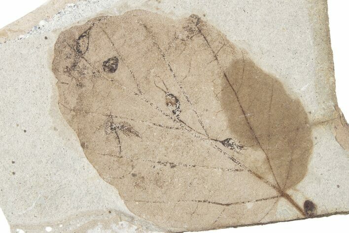 Fossil Leaf (Fagopsis) - McAbee Fossil Beds, BC #221151